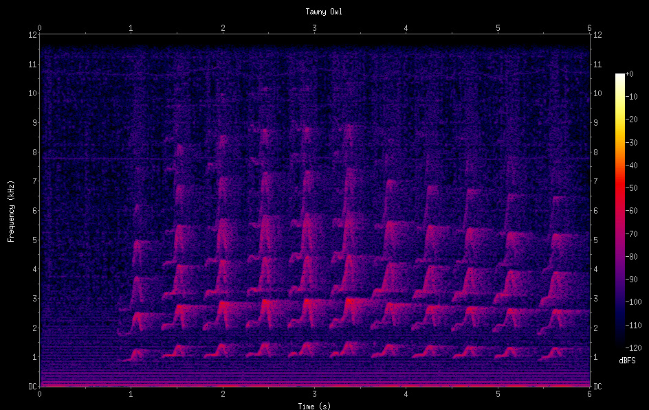 Spectrogram showing a Tawny Owl call used for acoustic classification